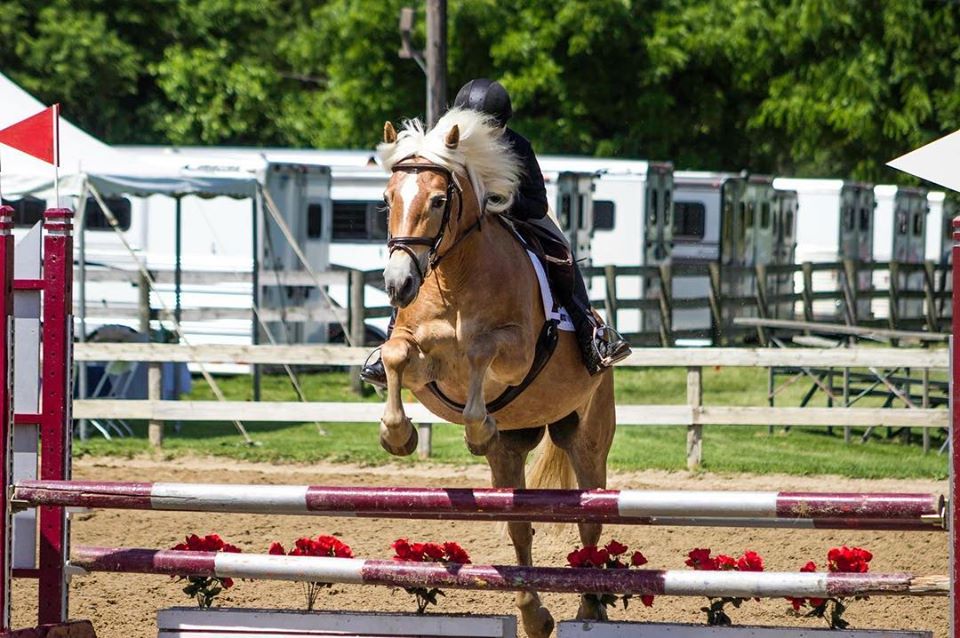 Haflinger Ponies